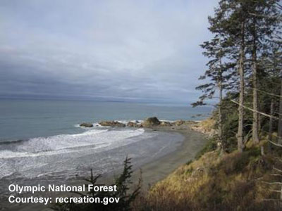 Olympic National Forest