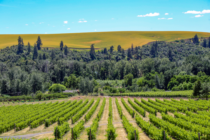 Rows of grapevines in a Walla Walla vineyard with rolling hills in the distance