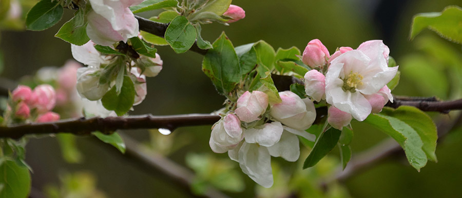 Washington State Apple Blossom Festival